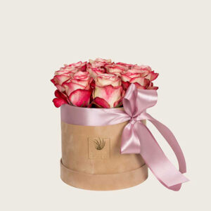 paloma-ruže-u-kutiji