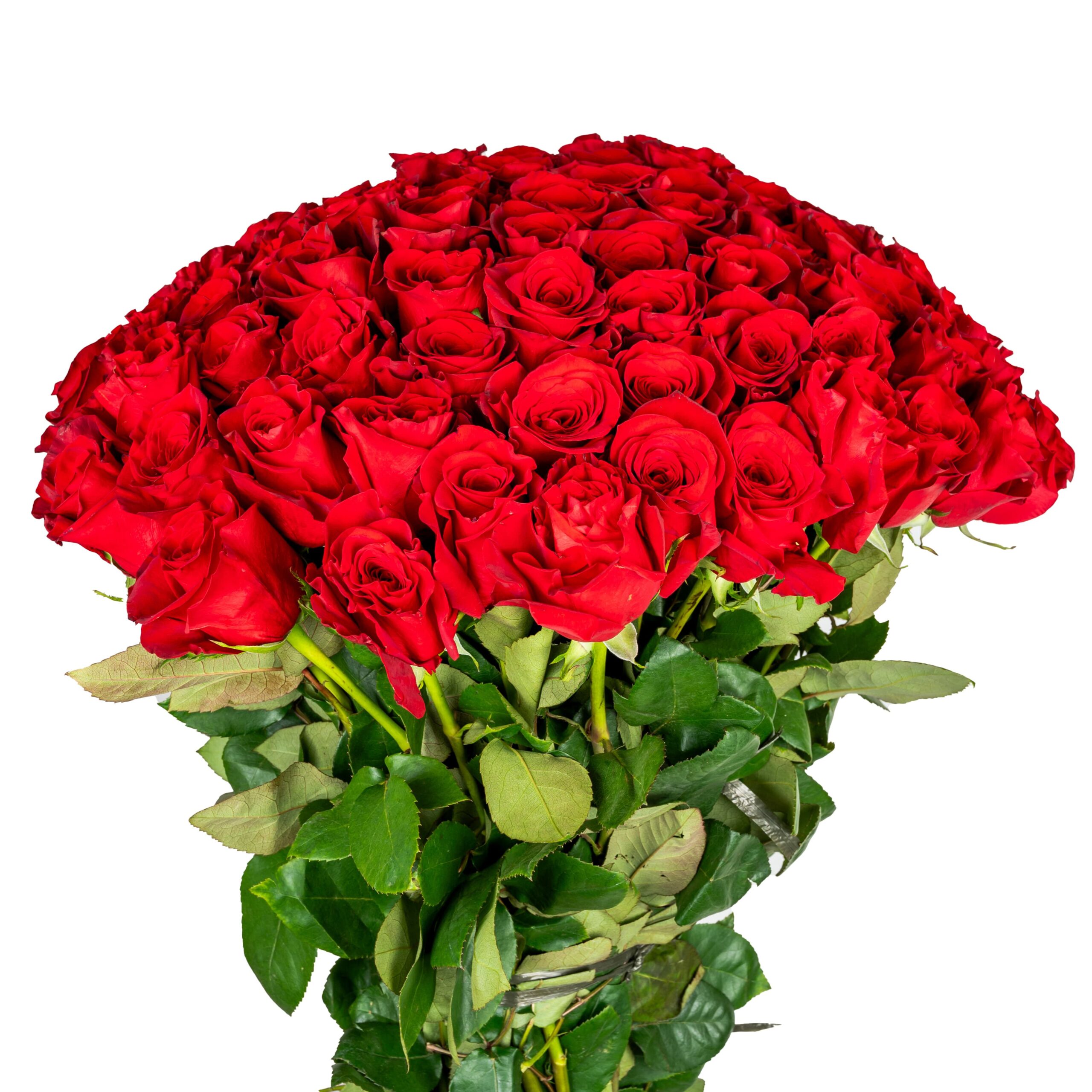 101-ruza-buket 101-ruza-buket